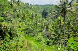 Ubud Jungle Ubud Jungle